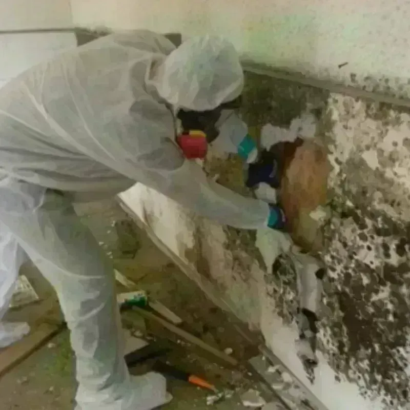 Mold Remediation and Removal in Geneva, WA